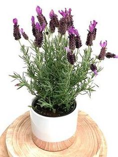 purple flowers are in a white pot on a wooden stand