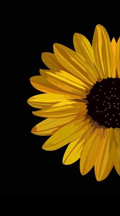 a yellow sunflower with black background