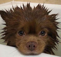 a brown dog with wet fur sitting in a bathtub looking at the camera while it's head is sticking out