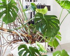 the houseplants are growing in their pots on the floor next to the table