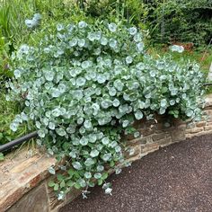 a plant with green leaves is growing on the side of a brick wall in a garden