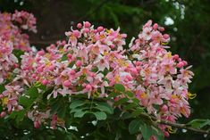 pink flowers are blooming on the branches of trees