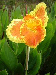 an orange and yellow flower with green leaves