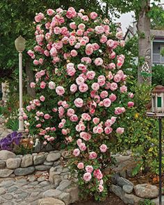 pink roses are blooming in the garden next to a bird feeder and lamp post