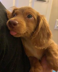 a small brown dog is holding on to someone's arm and sticking its tongue out