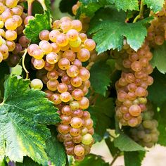 bunches of grapes hanging from the vine in a vineyard stock photo - 957982