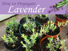 several potted plants with the title how to propagate lavender