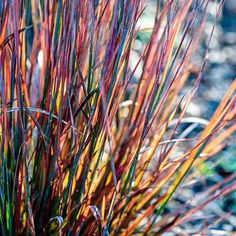 some very pretty colorful plants in the grass