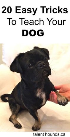 a small black dog sitting on top of a bed next to someone's hand