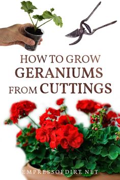 how to grow geraniums from cuttings