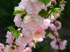 pink flowers are blooming on a tree branch