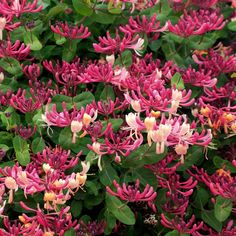 pink and white flowers blooming on green leaves