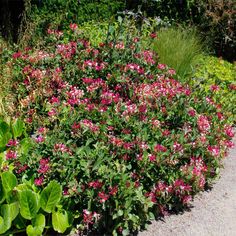 pink flowers are blooming in the garden next to green plants and gravel walkways