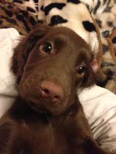 a brown dog laying on top of a bed