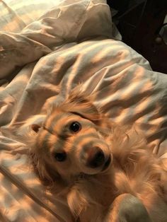 a dog laying on top of a bed covered in white sheets and blankets with his paw up to the camera