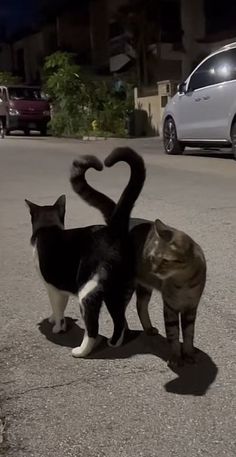 two cats standing in the middle of a street with a heart shaped shape on it's back