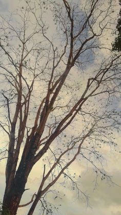 a tree with no leaves in front of a cloudy sky