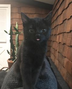 a small black kitten sitting on top of a couch next to a house plant and potted cacti