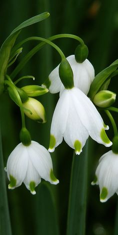 some white flowers with green tips in the middle of it's blooming stems