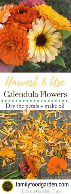 caledala flowers are the perfect flower for fall