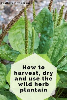 a plant with leaves and the words how to harvest dry and use the wild herb plantain