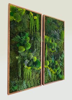 two wooden frames with moss and ferns on them, one is hanging from the wall