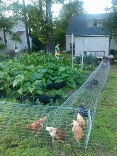 an instagram post about chickens in a garden