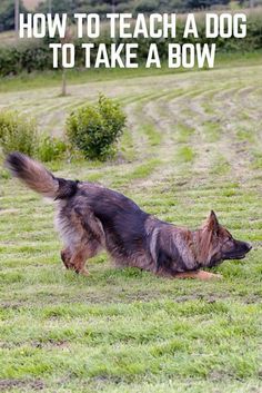 a dog running across a field with the words how to teach a dog to take a bow