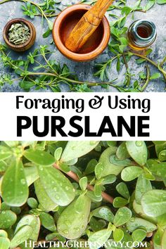 green plants and wooden spoons with text overlay - foraging & using purslane