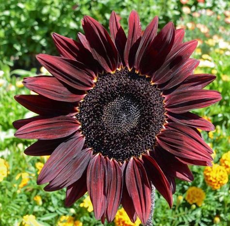 Chocolate Cherry Sunflower, Sunny Disposition, Seed Favors, Helianthus Annuus, Cherry Flower, Long Flowers, Attract Pollinators, Pink Strawberry, Pollinator Garden