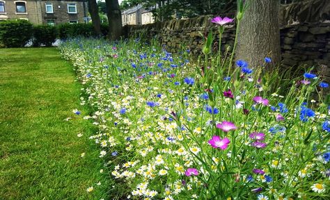 A wildflower border to soften man made structural edges Wildflower Fence Border, Wildflower Border Garden, Wildflower Edging, Wildflower Borders, Wild Flower Border, Wildflower Border, Simple Landscaping Ideas, Fence Border, Lawn Borders