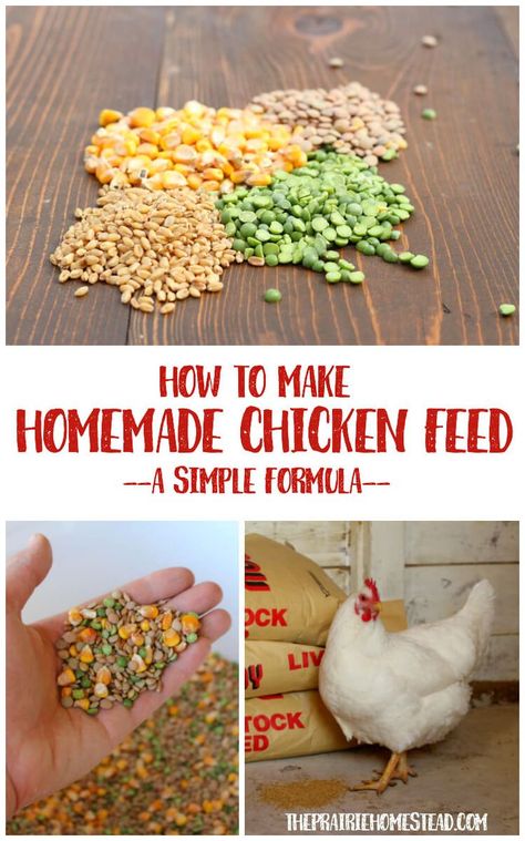 Chicken Feed Recipe, Homemade Chicken Feed, Backyard Chicken Coop Plans, Diy Chicken Coop Plans, Backyard Chicken Farming, Homestead Chickens, Chicken Treats, Raising Backyard Chickens, Chicken Garden