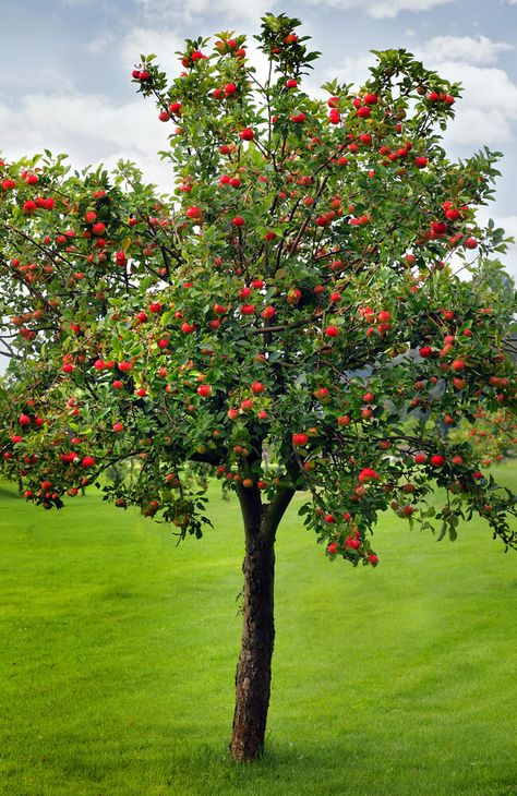 Apple Tree Farm, Apple Tree Care, Apple Garden, Growing Fruit Trees, Tree Care, Growing Fruit, Fruit Plants, Fruit Garden, Garden Trees