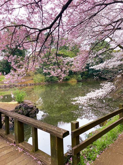 📍Shinjuku Gyoen - Tokyo, Japan One of the best spots to enjoy cherry blossoms in Tokyo. Tokyo Japan Travel, Go To Japan, Pretty Landscapes, Japan Aesthetic, Tokyo Travel, Aesthetic Japan, Japanese Aesthetic, Dream Holiday, Future Travel