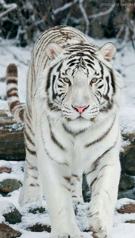 Big Cats - White Bengal tiger - title Snow Walker - photographer Sergei Gladyshev Cheetahs, Snow Tiger, Gato Grande, Tiger Pictures, Siberian Tiger, Pet Tiger, Animale Rare, Bengal Tiger, Majestic Animals