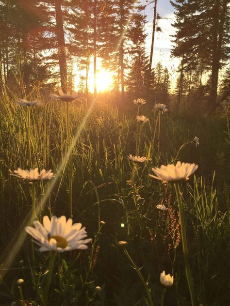 Fesyen Rambut, Daisy Field, Pretty Landscapes, Spring Aesthetic, Pretty Photos, Alam Yang Indah, Alam Semula Jadi, Flower Aesthetic, Nature Aesthetic