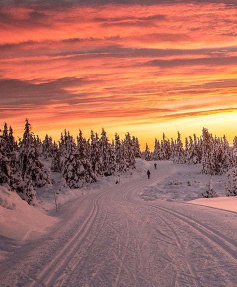 Sunset Skiing in Norway🇳🇴🌅 Who would you ski with here?  Photo via @Norge by @annemeide Trondheim, Stavanger, Lillehammer, Explorer Backpack, Nature Explorer, Nordic Skiing, Travel Globe, Image Nature, Winter Sunset