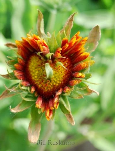 Jill Ruskamp's Indian Blanket heart Sunflower Heart, Flea Market Gardening, Heart In Nature, Sunflower Hearts, Matka Natura, I Love Heart, Happy Heart, Heart Art, Wisteria