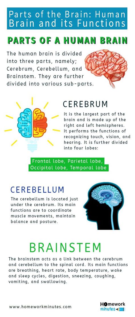 Parts Of The Brain And Its Function, Function Of The Brain, Fact About Brain, Parts Of Brain And Function, Brain Function Chart, Brain Anatomy And Function Notes, Parts Of The Brain And Function, How The Brain Works, Brain Anatomy Notes