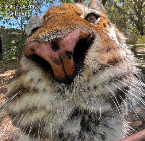 Good morning Big Cat Rescue Friends! ☀️ Kali Tiger checking in to see if you are up and at ‘em on this sunny Monday morning! Have a great day everyone! #GoodMorning #BigCats #BigCatRescue #Rescue #Cats #Monday #Florida #Sanctuary #Tiger #CaroleBaskin Circus Acts, Big Cat Rescue, Tiger Pictures, Cute Tigers, Big Animals, Pretty Animals, Silly Animals, Cute Wild Animals, Fluffy Animals