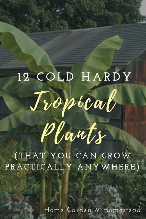 Hardy Tropical Plants, Plants Around Pool, Tropical Garden Plants, Pool Landscaping Plants, Landscaping Around Pool, Tropical Backyard Landscaping, Pool Plants, Tropical Patio, Tropical Landscape Design