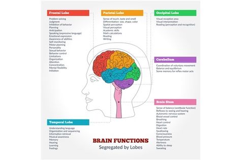 Human brain anatomy and functions by Sunshine Art Shop on @creativemarket Brain Parts And Functions, Human Brain Parts, Human Brain Diagram, Brain Anatomy And Function, Brain Imaging, Brain Lobes, Function Diagram, Human Brain Anatomy, Nervous System Anatomy