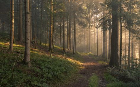 Foggy Forest, Forest Path, Magic Forest, Magical Forest, Nature Aesthetic, Dark Forest, Pretty Places, Green Aesthetic, Black Forest