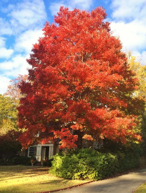 October Glory Red Maple Tree Best Shade Trees, Maple Tree Landscape, Fast Growing Shade Trees, Bald Cypress Tree, Tattoo Plant, Red Maple Tree, Growing Trees, Pretty Trees, Fast Growing Trees