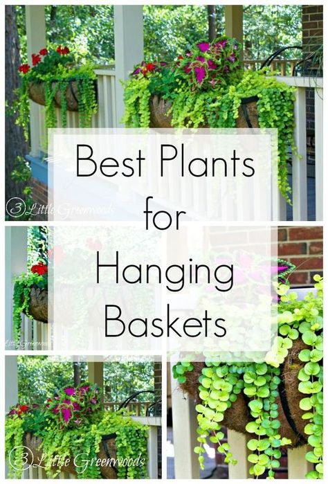 MUST PIN post for awesome curb appeal! Best flower box ideas into instant WOW! DIY flower baskets that you can make this weekend! // 3 Little Greenwoods Flower Box Ideas, Summer Planters, Hanging Plants Outdoor, Hanging Plants Diy, Deck Planters, Chair Garden, Porch Plants, Jardim Diy, Inside Garden