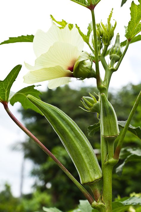 Okra is a heat-loving annual plant that requires 55 to 65 frost-free days with temperatures consistently above 85°F for full growth, flowering, and pod dev Growing Okra, Okra Plant, Okra Seeds, Growing Cucumbers, Summer Vegetable, Okra, Organic Vegetables, Annual Plants, Growing Vegetables