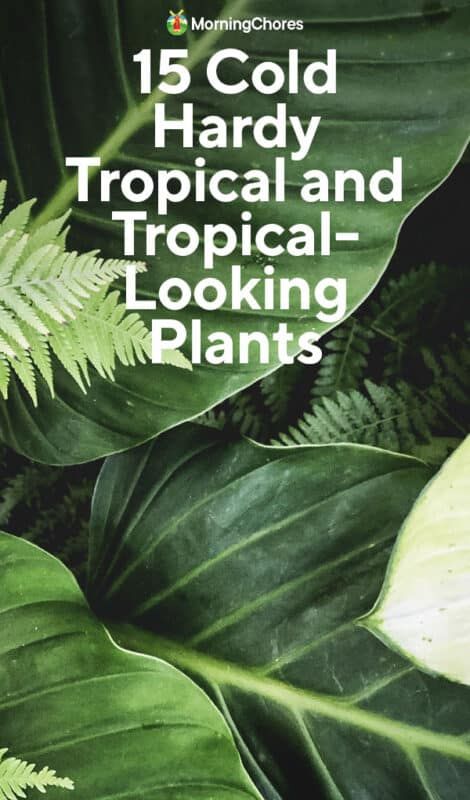 Tropical Plants For Zone 9, Plants For Decking Area, Hibiscus Bush Landscaping, Florida Tropical Landscaping Ideas, Tropical Landscape Lighting, Planters Around Pool, Poolside Pergola, Tropical Looking Plants, Backyard Revamp