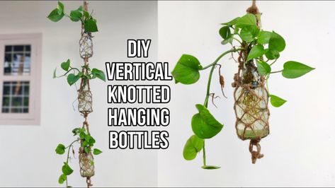 Money Plant Bottle Hanging Ideas, Hanging Glass Bottle Plants Ideas, Hanging Glass Bottles Diy, Glass Bottle Planter, Bottle Hanging Ideas, Glass Bottle Plants Ideas, Bottle Hanging Plants, Hanging Bottles Decoration, Hanging Glass Bottles