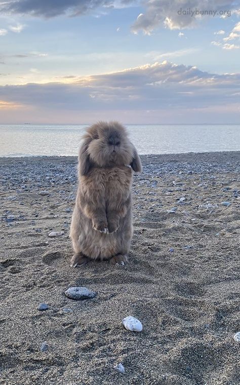 Cute Rabbit Photos, Bunny On The Beach, Cute Bunny Aesthetic, Sea Bunnies, Bunny Pets, Pet Bunnies, Aesthetic Bunny, Beach Animals, Bunnies Cute