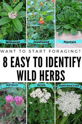 Want to start foraging but not sure where to start? Begin with these 8 easy to identify plants. Photos and descriptions, plus uses! Collect herbs and medicinal plants that can be found in the wild or even in your own backyard. Identify Plants, Medicinal Weeds, Wild Foraging, Wild Food Foraging, Wild Herbs, Medicinal Herbs Garden, Edible Wild Plants, Identify Plant, Healing Plants